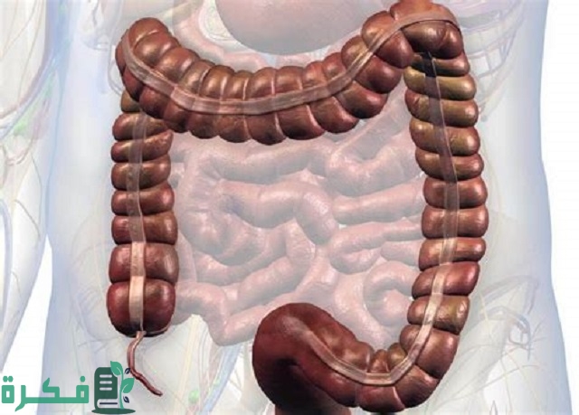 أين تقع الزائدة الدودية في جسم الإنسان؟