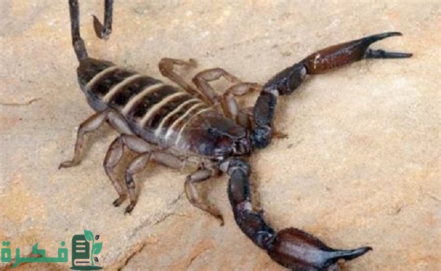 اسم ذكر العقرب