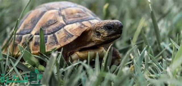 اسم ذكر السلحفاة 2 اسم ذكر السلحفاة