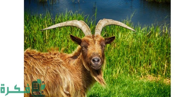 اسم ذكر الماعز