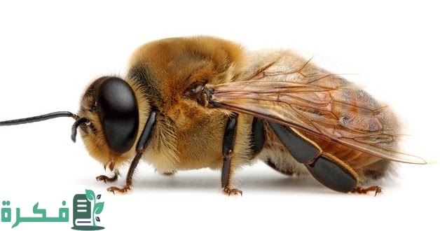 اسم ذكر النحلة