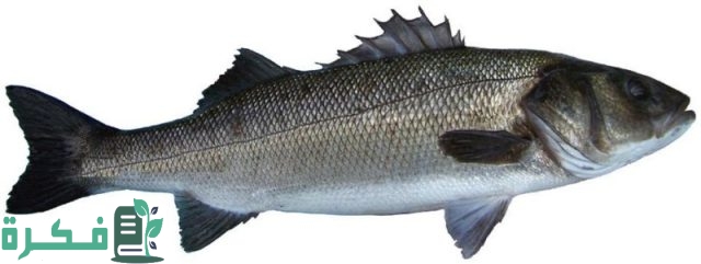 معلومات عن سمك القاروص