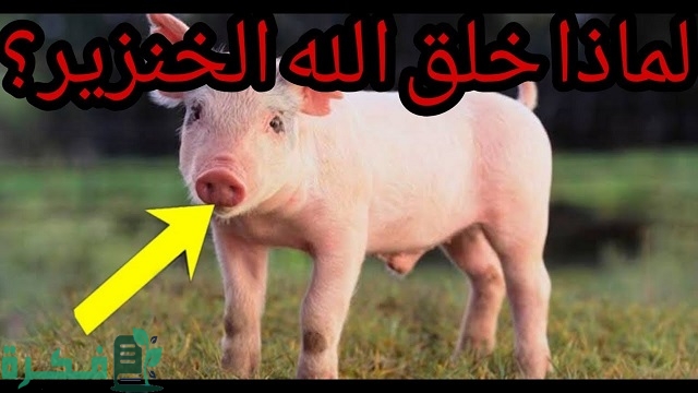 لماذا خلق الله الخنزير؟