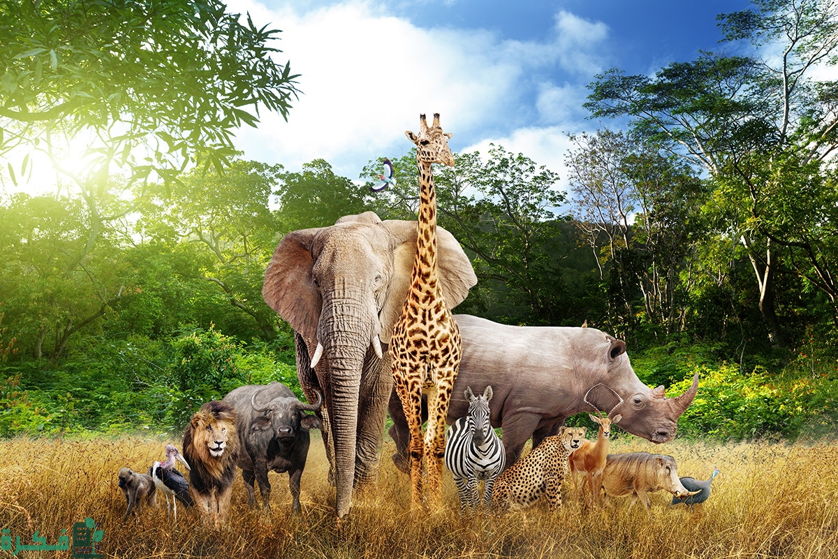 الفرق بين الكائنات الحية وغير الحية