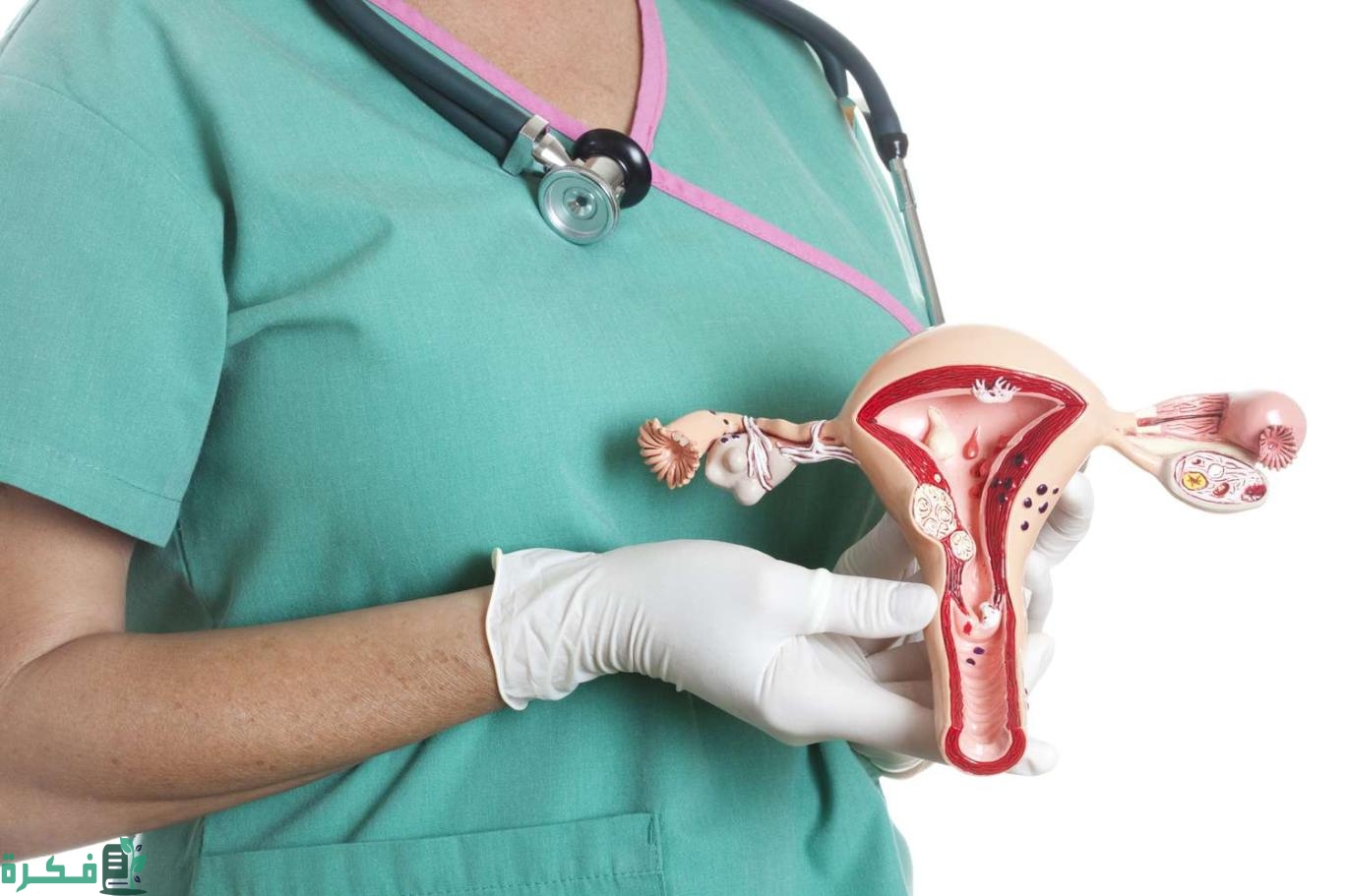 بحث عن الجهاز التناسلي الأنثوي