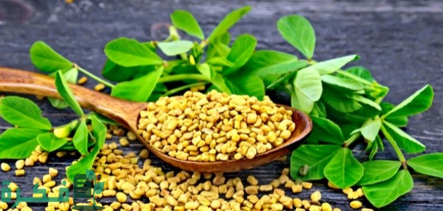 فوائد الحلبة والصفائح الدموية