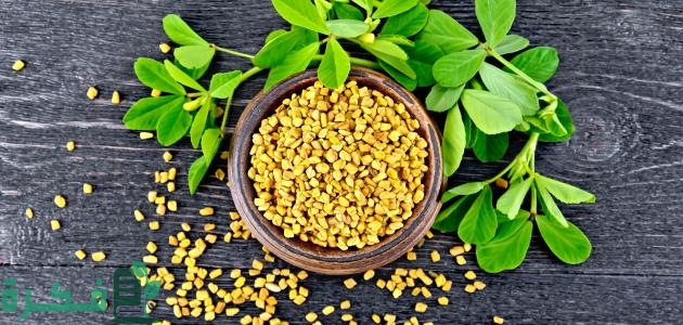 فوائد الحلبة والصفائح الدموية