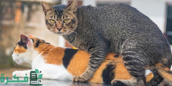 كم عدد مرات تزاوج القطط في اليوم
