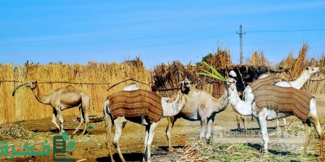 نسب وأصل قبيلة العبابدة في مصر