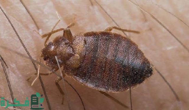 أكثر الحشرات انتشارًا في المنزل