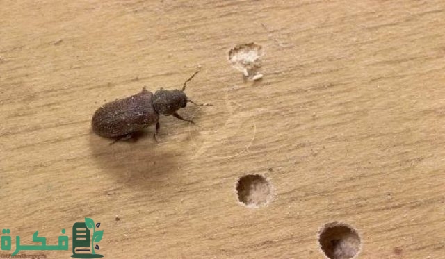 أكثر الحشرات انتشارًا في المنزل