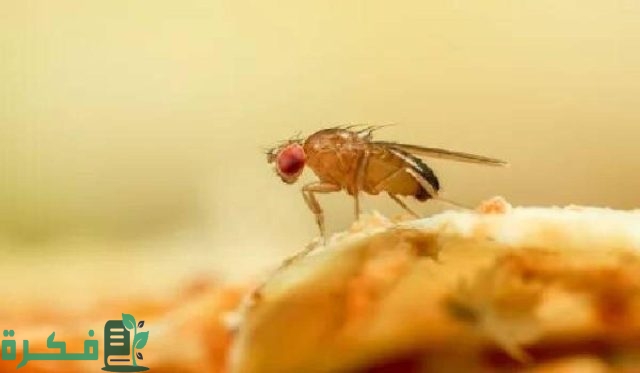 أكثر الحشرات انتشارًا في المنزل
