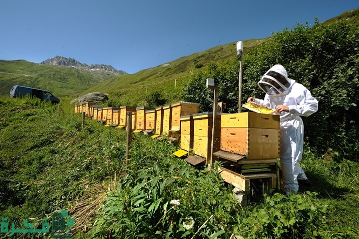 استعلام عن دعم النحل