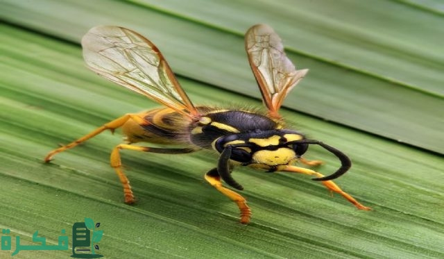 أكثر الحشرات انتشارًا في المنزل