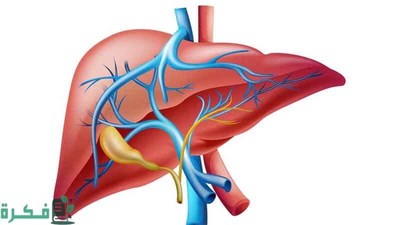كيف أعرف أن وظائف الكبد سليمة 2 6 manifestations normal rate liver enzymes
