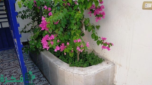 أفكار تزيين السطح بأقل التكاليف