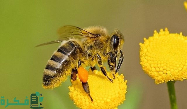 أكثر الحشرات انتشارًا في المنزل