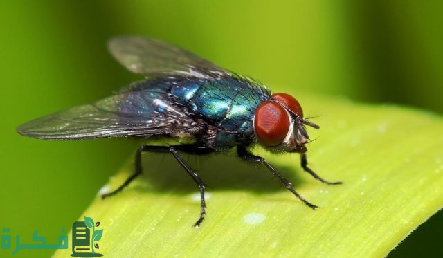 أكثر الحشرات انتشارًا في المنزل