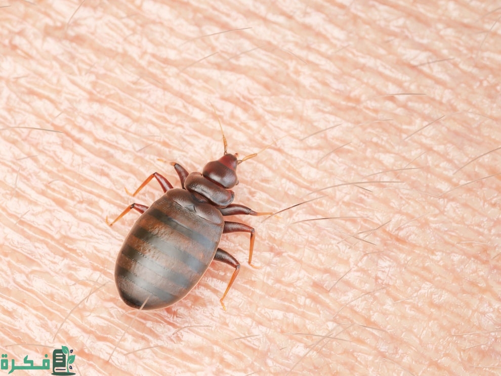 أأنواع الروائح التي تطرد البق