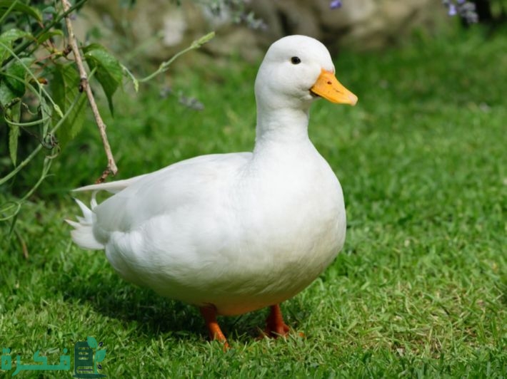 أحسن أنواع العلف للبط