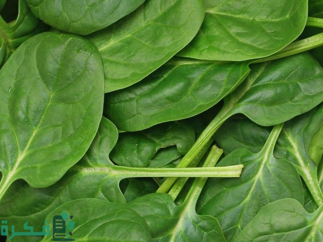 اسم أكلة بحرف السين