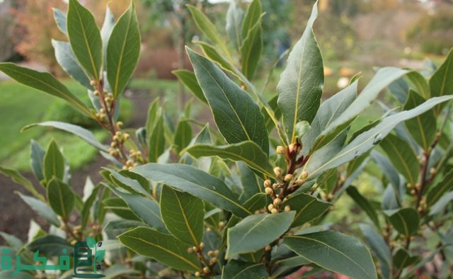 اسم أكلة بحرف الغين