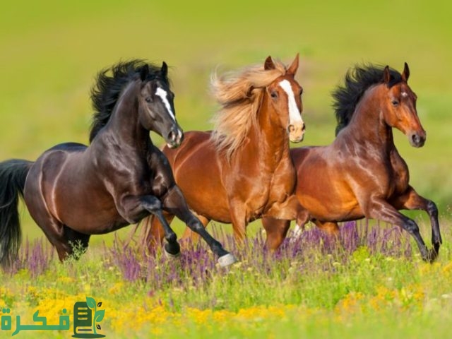 اسماء الخيل واكثرها انتشارا