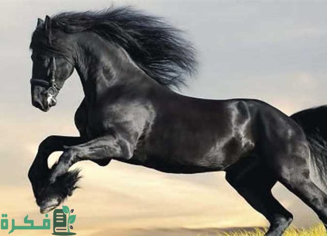 اسماء الخيل واكثرها انتشارا