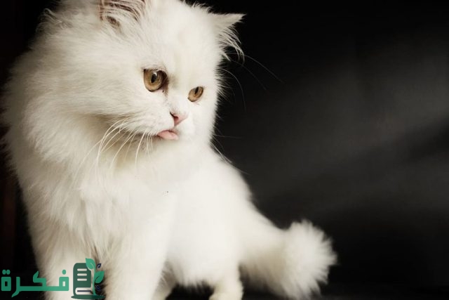 افضل انواع القطط