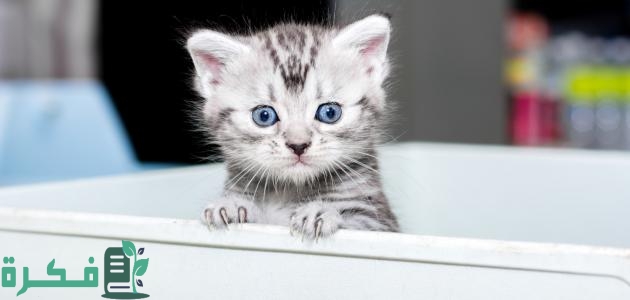 افضل انواع القطط