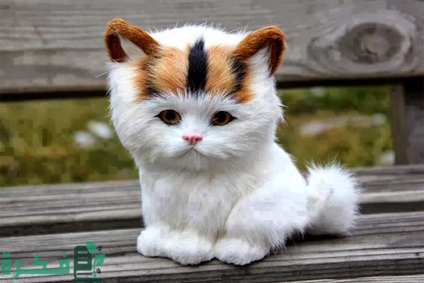 افضل انواع القطط