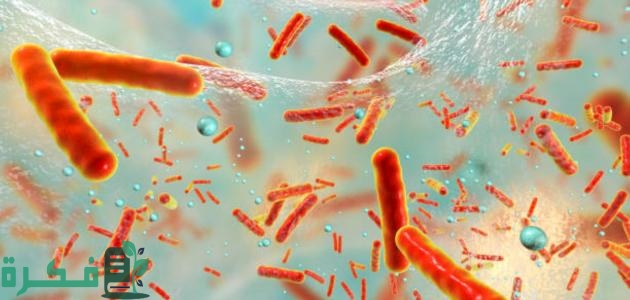 تاريخ اكتشاف البكتيريا