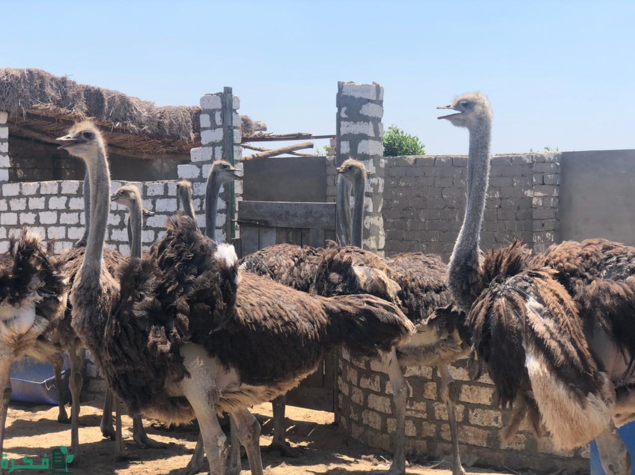 دراسة جدوى مشروع تربية النعام في مصر
