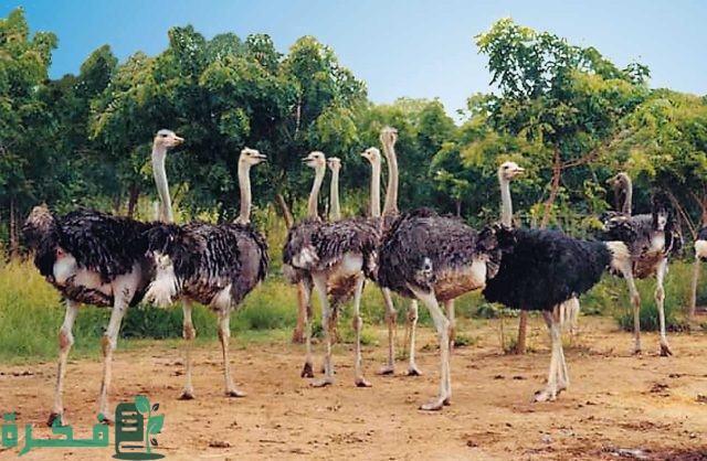 دراسة جدوى مشروع تربية النعام في مصر