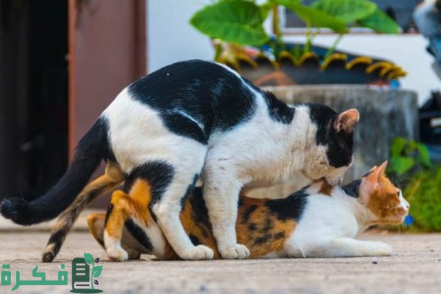 سن تزاوج القطط