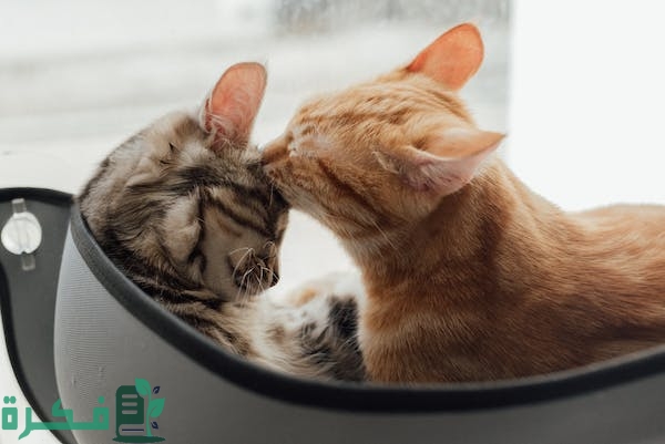 سن تزاوج القطط