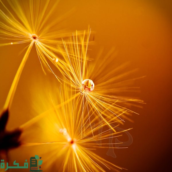 صور للتصميم 