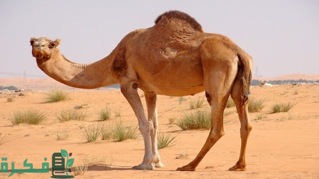 طريقة تذويب سنام الجمل