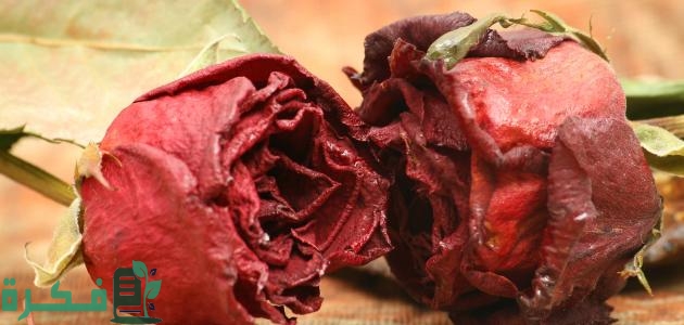 كيف نجفف الورد الطبيعي كيف نجفف الورد الطبيعي