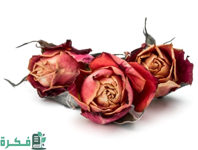 كيف نجفف الورد الطبيعي كيف نجفف الورد الطبيعي