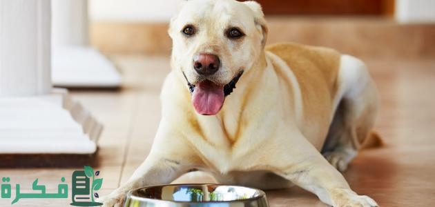 كيفية فتح شهية الكلاب