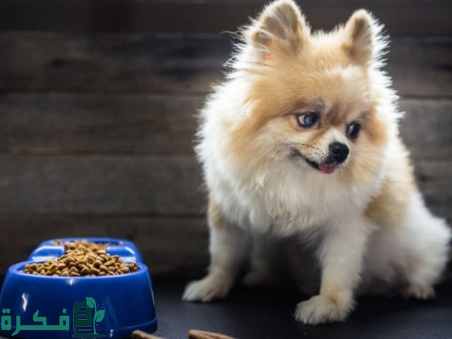 كيفية فتح شهية الكلاب