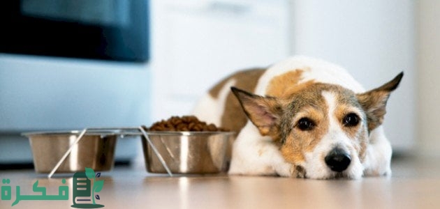 كيفية فتح شهية الكلاب