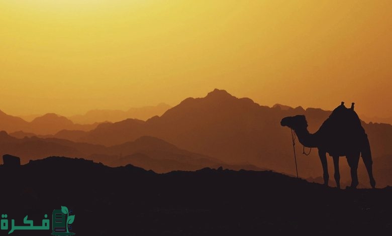 من هو الذي استأجره الرسول وأبو بكر الصديق في الهجرة