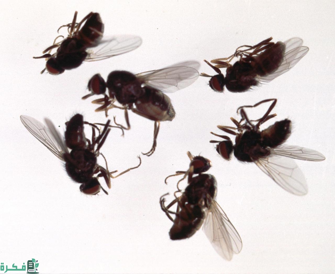 التخلص من الذباب بالخل