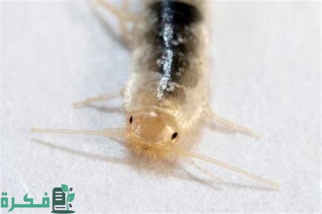 أسباب ظهور حشرة السمك الفضي في المنزل