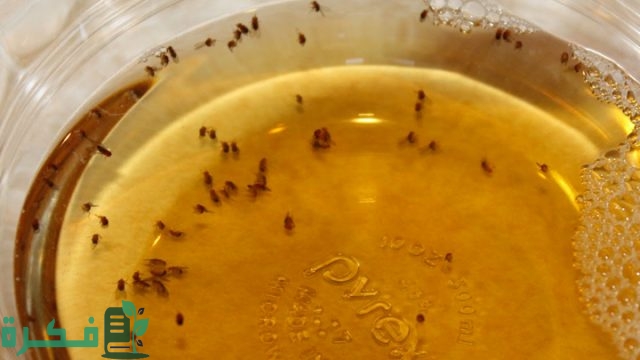 التخلص من الذباب بالخل