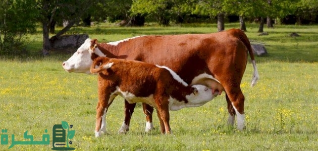 أسماء الحيوانات الثدييات أسماء الحيوانات الثدييات