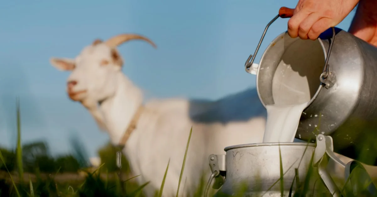 أضرار حليب الماعز للرضع