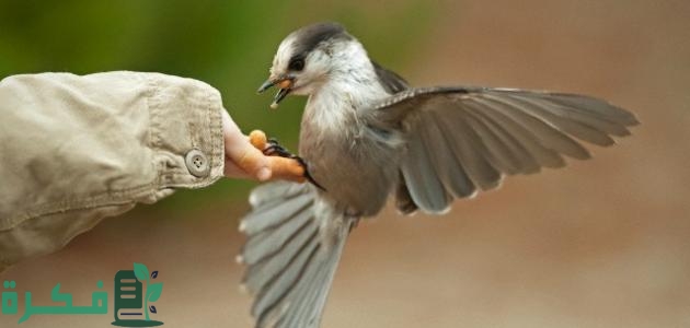 إذاعة مدرسية عن الرحمة